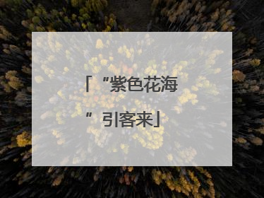“紫色花海”引客来