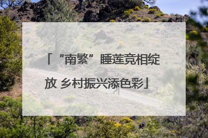 “南繁”睡莲竞相绽放 乡村振兴添色彩