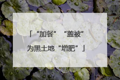 “加餐”“盖被” 为黑土地“增肥”