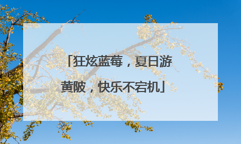 狂炫蓝莓，夏日游黄陂，快乐不宕机