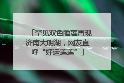 罕见双色睡莲再现济南大明湖，网友直呼“好运莲莲”