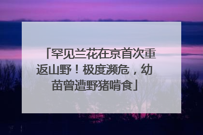 罕见兰花在京首次重返山野！极度濒危，幼苗曾遭野猪啃食