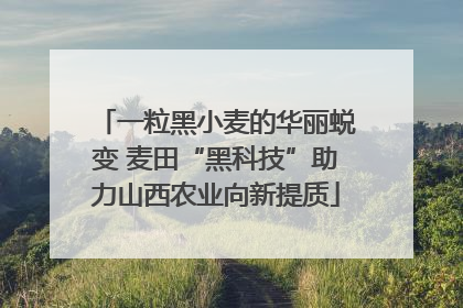 一粒黑小麦的华丽蜕变 麦田“黑科技”助力山西农业向新提质
