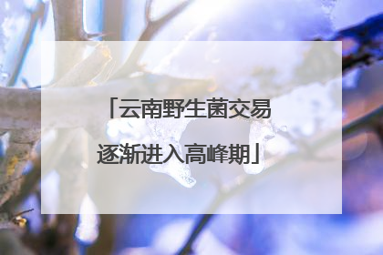 云南野生菌交易逐渐进入高峰期
