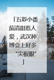 五彩小番茄清甜惹人爱，武汉种博会上好多“尖板眼”