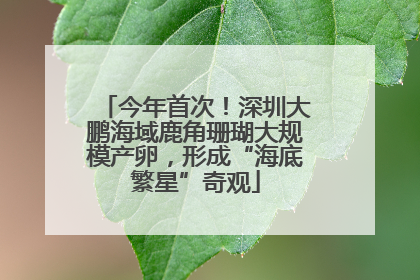 今年首次！深圳大鹏海域鹿角珊瑚大规模产卵，形成“海底繁星”奇观