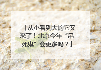从小看到大的它又来了！北京今年“吊死鬼”会更多吗？