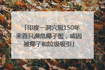 印度一洞穴现150年来首只濒危椰子蟹，或因被椰子和垃圾吸引