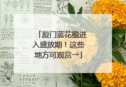 厦门蓝花楹进入盛放期！这些地方可观赏→