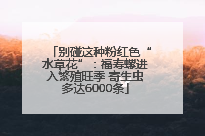 别碰这种粉红色“水草花”：福寿螺进入繁殖旺季 寄生虫多达6000条