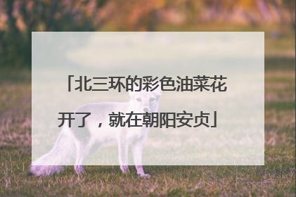 北三环的彩色油菜花开了，就在朝阳安贞