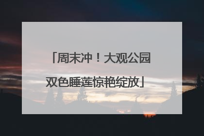 周末冲！大观公园双色睡莲惊艳绽放