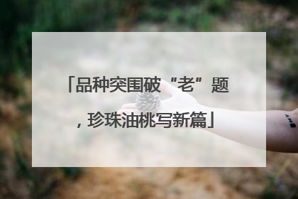 品种突围破“老”题，珍珠油桃写新篇
