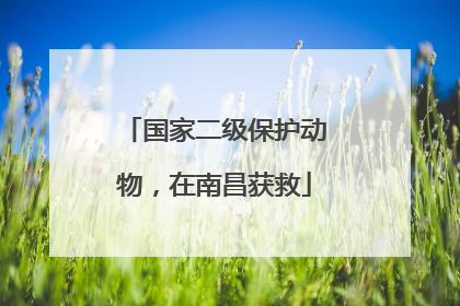 国家二级保护动物，在南昌获救