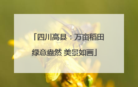 四川高县：万亩稻田绿意盎然 美景如画