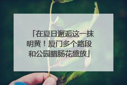 在夏日邂逅这一抹明黄！厦门多个路段和公园腊肠花盛放