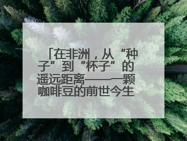 在非洲，从“种子”到“杯子”的遥远距离——一颗咖啡豆的前世今生（三）