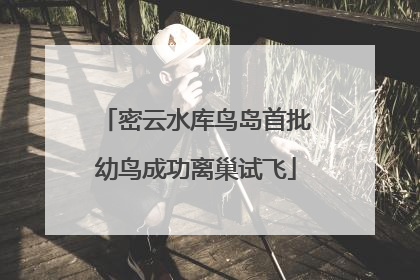 密云水库鸟岛首批幼鸟成功离巢试飞