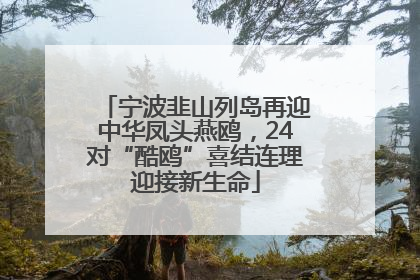 宁波韭山列岛再迎中华凤头燕鸥，24对“酷鸥”喜结连理迎接新生命