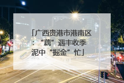 广西贵港市港南区：“藕”遇丰收季 泥中“掘金”忙
