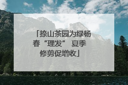 捺山茶园为绿杨春“理发” 夏季修剪促增收