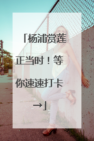 杨浦赏莲正当时！等你速速打卡→