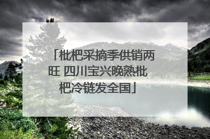 枇杷采摘季供销两旺 四川宝兴晚熟枇杷冷链发全国