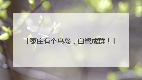 枣庄有个鸟岛，白鹭成群！