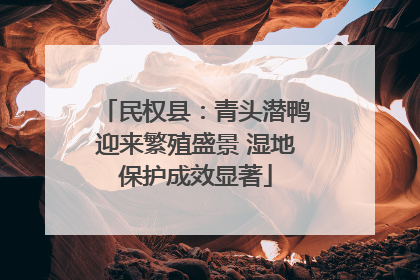民权县：青头潜鸭迎来繁殖盛景 湿地保护成效显著