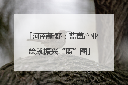 河南新野：蓝莓产业绘就振兴“蓝”图