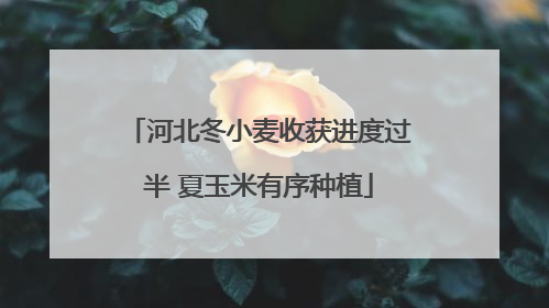 河北冬小麦收获进度过半 夏玉米有序种植