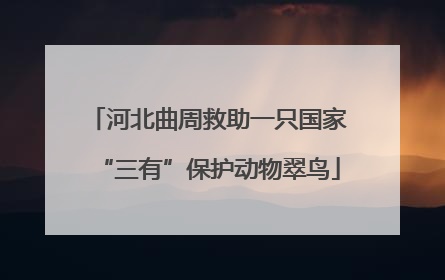 河北曲周救助一只国家“三有”保护动物翠鸟