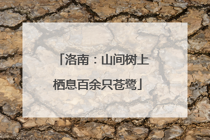 洛南：山间树上栖息百余只苍鹭