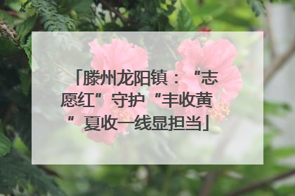 滕州龙阳镇：“志愿红”守护“丰收黄”夏收一线显担当
