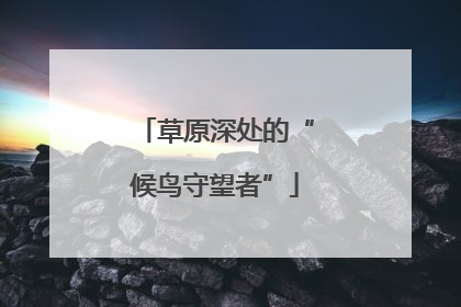 草原深处的“候鸟守望者”