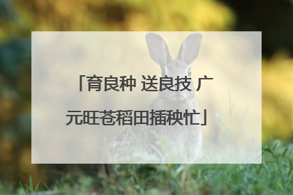 育良种 送良技 广元旺苍稻田插秧忙