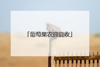葡萄果农迎夏收