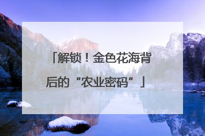 解锁！金色花海背后的“农业密码”