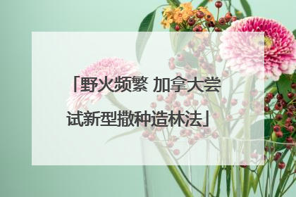 野火频繁 加拿大尝试新型撒种造林法