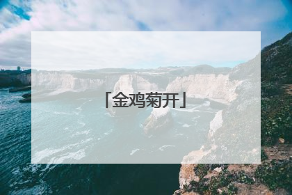 金鸡菊开