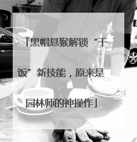 黑帽悬猴解锁“干饭”新技能，原来是园林师的神操作