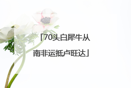 70头白犀牛从南非运抵卢旺达